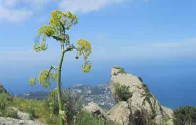 ISCHIA EPOMEO BERG