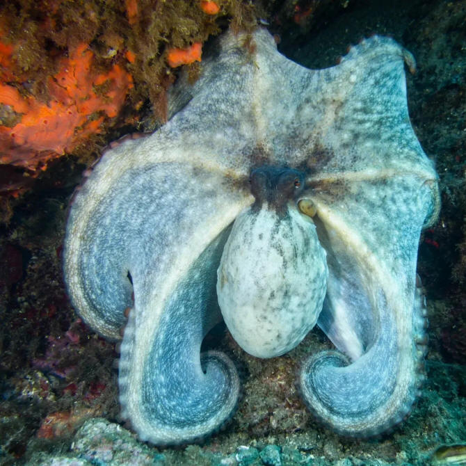 ISCHIA DIVING OKTOPUS